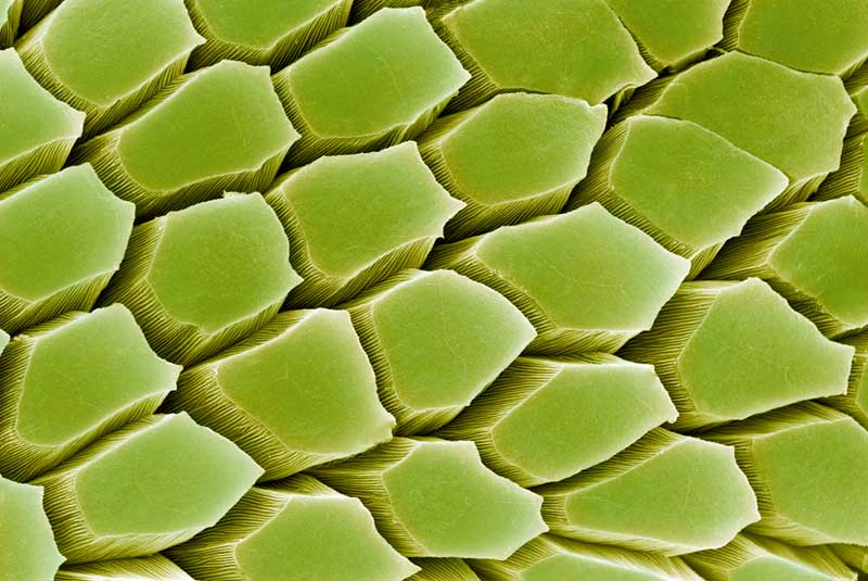 Tip of the fingers of a coqui (Eleuterodactylus)