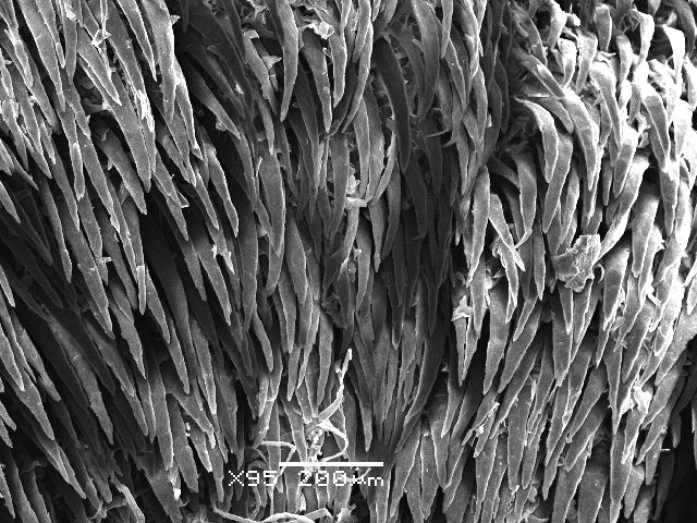 Ctenomys pearsoni tongue.