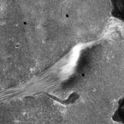 Image Alt Text