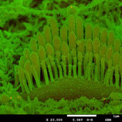 Image Alt Text