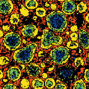 Image Alt Text