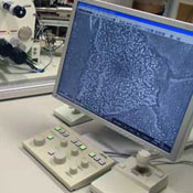 Image Alt Text