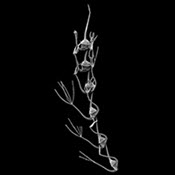 Image Alt Text