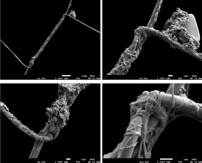 SEM images show the unique pattern in the junctions between the rays of this particular spider's web and the chords that helically wrap each ray.
