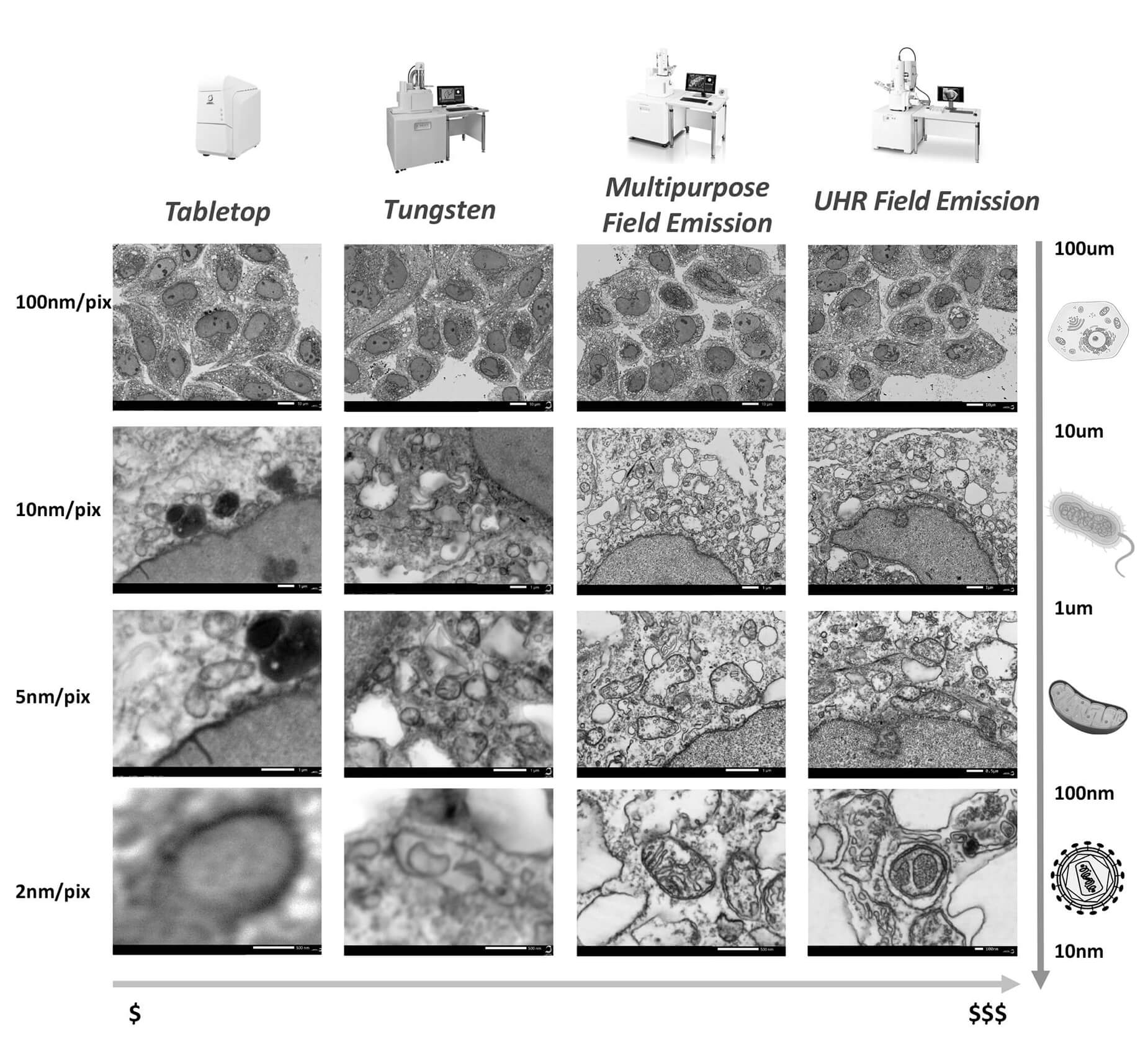 Figure 2 Biological SEM Comparisons