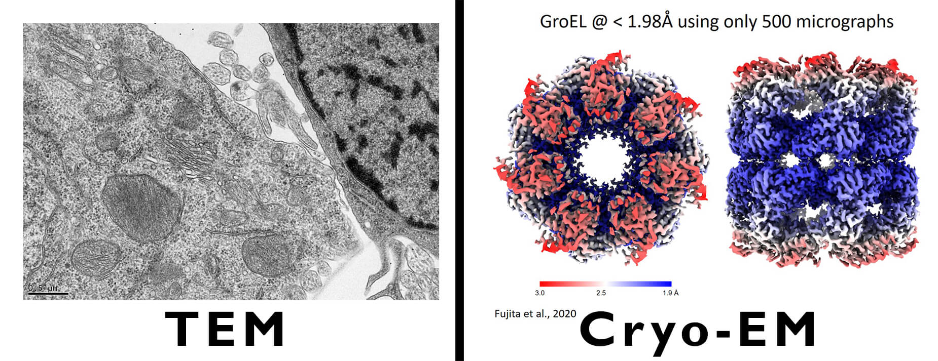 Tem Example Picture JEOL USA blog | TEM vs. SEM Imaging: What's the Difference?