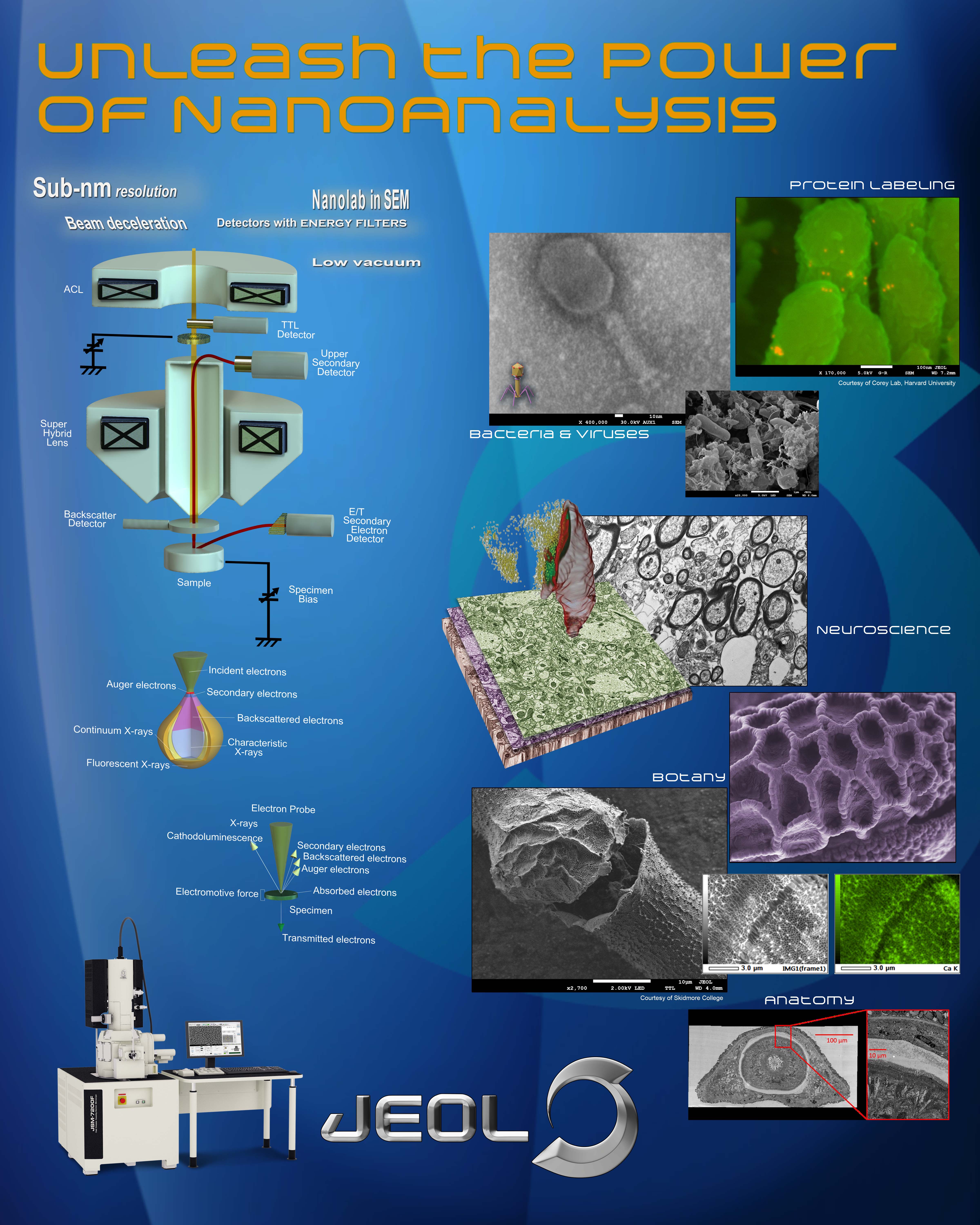 JEOL Biological Applications - Field Emission SEM poster