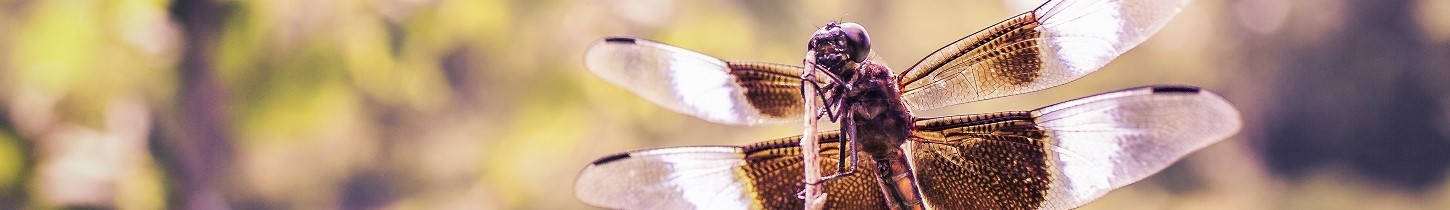 Environmental Applications for Mass Spectrometry
