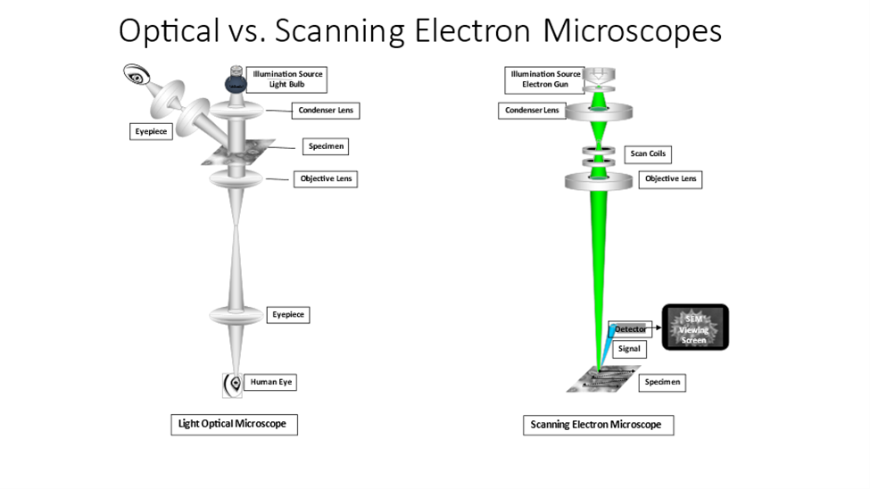 What Scanning Electron Microscopy?