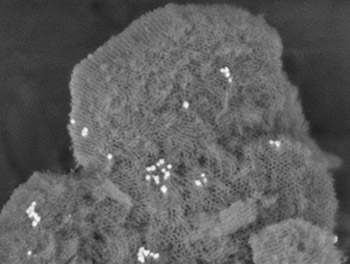 Image Alt Text