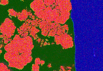 Image Alt Text