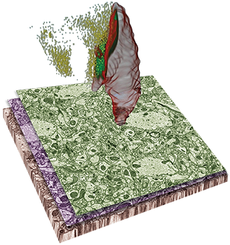 Image Alt Text