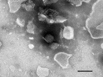 Image Alt Text