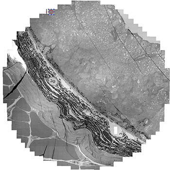 Image Alt Text