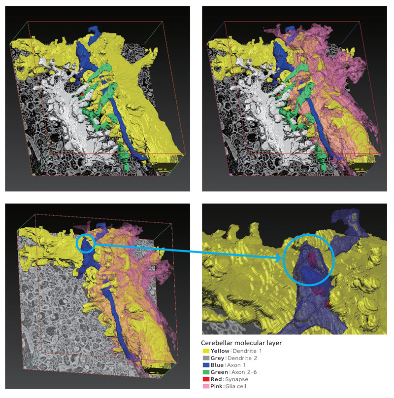 Array Tomography using SEM