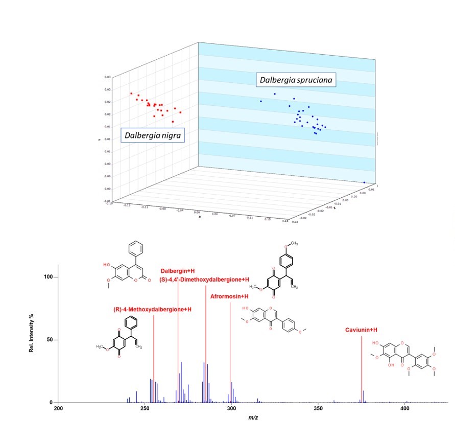 Chemometric analysis of two closely related species and a spectrum of Dalbergia nigra (Brazilian rosewood) labeled with chemical compounds detected in a ForeST database spectra